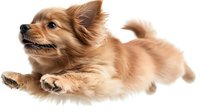 Small fluffy brown Chihuahua puppy running with ears flying, isolated on white background for pet care designs and animal lover projects.