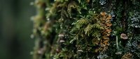 Lush green moss and small plants growing on tree bark creating natural forest texture with organic botanical details in woodland environment.