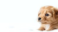 Adorable golden retriever puppy with fluffy coat lying on white background, perfect for pet care marketing and animal lover designs.