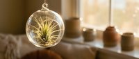 Air plant in glass terrarium hanging by sunny window with ceramic pottery collection on wooden windowsill creating peaceful home decor atmosphere.