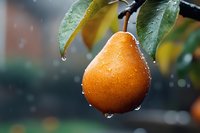 Fresh ripe pear with water drops on green leaves during light rain, macro photography with selective focus and natural bokeh background.