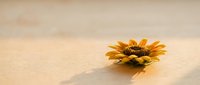 Single orange daisy flower lying on smooth sandy beach surface with soft natural lighting and minimalist composition for wellness and nature concepts.