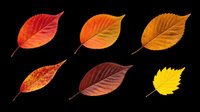 Autumn leaves in various stages of seasonal color change, isolated on transparent background. Ready for t-shirt designs, clipart, stickers, print-on-demand products, and sublimation projects.