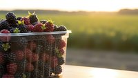 Fresh mixed berries in plastic container at sunset with blurred agricultural field background for healthy eating and organic farming concepts.