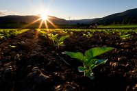 Young green plant growing in fertile soil at sunset, with sunburst over mountain silhouette and wind turbines in background, showcasing sustainable agriculture and renewable energy.