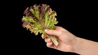 Hand holding fresh red leaf lettuce bunch isolated on transparent background, ready for culinary design, recipe graphics, food packaging, restaurant menus, cooking blogs, and print-on-demand products.