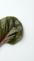 Single fresh beet leaf with deep purple veins isolated on white background, ready for culinary, nutrition, and organic food design projects.