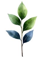 Elegant botanical illustration of green and blue leaves on single branch, isolated on white background for nature-inspired designs and decorative projects.