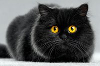 Adorable black fluffy kitten with bright yellow eyes sitting on white background, isolated pet portrait for design projects and animal lover content.