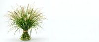 Fresh green wheat grass bundle tied with natural rope on clean white background, isolated for healthy lifestyle and organic food designs.