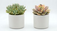 Two small succulent plants in white ceramic pots on clean background for home decor and gardening projects.