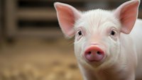 Adorable young pig with pink snout and perky ears looking directly at camera in farm setting, perfect for agricultural and livestock content.