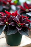 Deep red poinsettia plant with dark burgundy leaves in green pot, showing detailed leaf veins and vibrant holiday colors against soft blurred background.