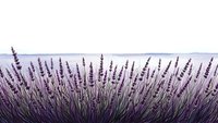 Lavender field with purple flowers blooming in rows under soft natural light creating peaceful agricultural landscape for aromatherapy and wellness designs.