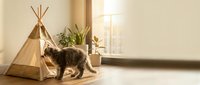 A fluffy brown and white cat stands beside a small wooden teepee tent in a bright, minimalist room with potted plants and natural sunlight, perfect for pet lifestyle and home decor content.