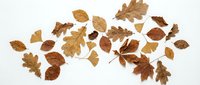 Collection of dried autumn leaves in brown and golden tones scattered on white background, isolated for seasonal design projects and fall decorations.
