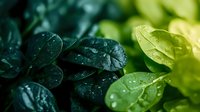 Fresh green spinach leaves with water droplets in natural sunlight for healthy eating and organic food concepts.