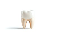 Anatomically accurate molar tooth model showing crown and roots on white background, isolated dental element for medical and educational purposes.