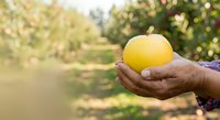 Fresh yellow grapefruit held in farmer's hand at orchard during harvest season. Suitable for agriculture, food production, and healthy eating content.
