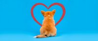 Orange tabby kitten sitting with back turned toward red heart shape on bright blue background for pet love and Valentine's Day greeting cards.
