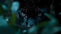 Black panther with piercing blue eyes hiding in dense jungle foliage, intense predator gaze through tropical vegetation for wildlife and nature projects.
