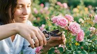 Young Caucasian woman pruning pink roses with garden shears in a blooming garden, enjoying outdoor gardening on a sunny day.