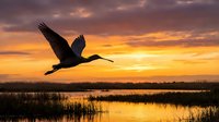 Silhouette of crane flying over wetland marsh at golden sunset with dramatic orange sky reflecting in water creating peaceful nature scene.