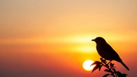 Bird silhouette perched on branch against vibrant orange sunset sky. Wildlife nature scene with warm golden hour lighting for peaceful backgrounds.