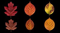 Six vibrant autumn leaves in red, orange, and yellow tones, isolated on transparent background. Ready for clipart, stickers, t-shirt design, and print on demand.