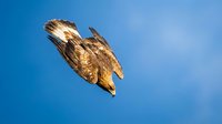 Majestic bird of prey soaring against clear blue sky, wings spread wide in flight, capturing freedom and power of nature.