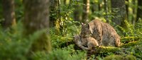 Wild lynx mother with kitten in natural forest habitat among ferns and trees during golden hour light creating intimate wildlife family moment.