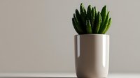 Minimalist succulent plant in white ceramic pot against neutral background, modern home decor composition with copy space for text placement.