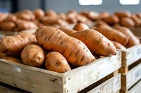 Fresh organic sweet potatoes in wooden crates at farmers market, close up view showing natural texture and warm earthy tones of root vegetables.