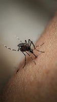 Mosquito biting human skin close-up macro shot showing insect feeding on blood for disease prevention and pest control concepts.