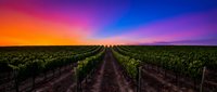 Vineyard rows extending toward dramatic sunset sky with vibrant orange, pink, and purple hues. Agricultural landscape ideal for wine industry, travel, and nature themes.