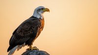 Majestic bald eagle perched on rock against warm golden sunset sky background. Powerful raptor bird of prey with white head and dark feathers in natural habitat.