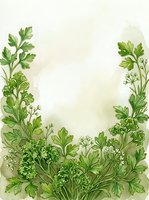 Watercolor herb garden border with parsley, dill, and cilantro leaves framing cream background, suitable for recipe cards, menus, and culinary designs.