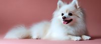 White fluffy small dog breed lying on pink background with tongue out, happy expression, studio portrait for pet care, veterinary, and animal lover designs.
