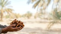 Farmer's hand holding freshly harvested dates in palm against blurred palm grove background. Agricultural harvest and food production concept.
