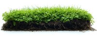 Fresh green grass growing in dark fertile soil with visible root system, isolated on white background for landscaping and garden design projects.