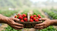 Farmer holding wooden basket filled with fresh ripe strawberries in agricultural field during harvest season for farming and agriculture concepts.