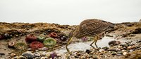 Small brown wading bird with spotted plumage foraging among colorful sea anemones and marine life on rocky tidal pool shore during low tide exploration.