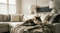 Tabby cat relaxing on cozy knitted blanket in modern living room with neutral decor and natural lighting creating peaceful domestic atmosphere.