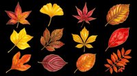 Autumn leaves collection in warm red, orange and yellow tones, isolated on transparent background. Great for stickers, t-shirt design, clipart, sublimation, print on demand.
