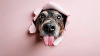 Curious dog with tongue out peeking through torn pink paper hole, creating playful breakthrough effect for pet-related designs.