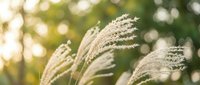 Soft pampas grass plumes swaying in gentle breeze with warm sunlight and bokeh background creating peaceful natural atmosphere for wellness content.