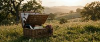 Open wicker picnic basket with blanket in rural meadow surrounded by trees and rolling hills at golden hour.
