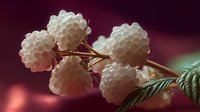 White raspberry cluster on burgundy background, showcasing delicate texture and natural form of fresh berries with green leaf detail.