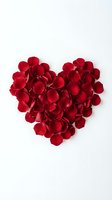 Red rose petals arranged in heart shape on white background for Valentine's Day romance love wedding anniversary greeting card design.