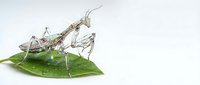 Praying mantis insect on green leaf isolated on white background for nature education and entomology study materials.